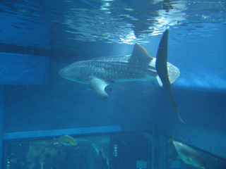 http://chinoken.net/wordpress/wp-content/images/mt_images/2009/20090824_08.jpg